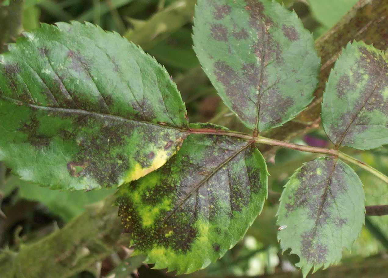 Les taches noires du rosier symptômes et traitements Clinique des Plantes