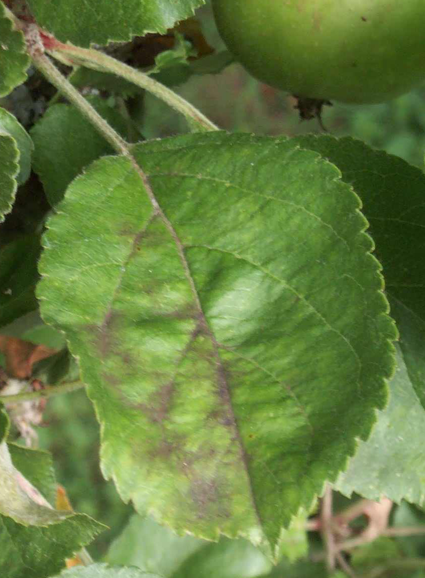 La tavelure du poirier symptômes et traitements Clinique des Plantes — free download