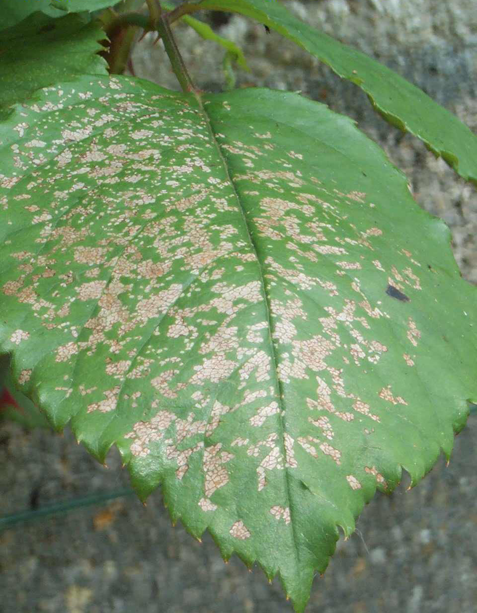 Tenthrède du rosier (fausses chenilles) symptômes et traitements — free download