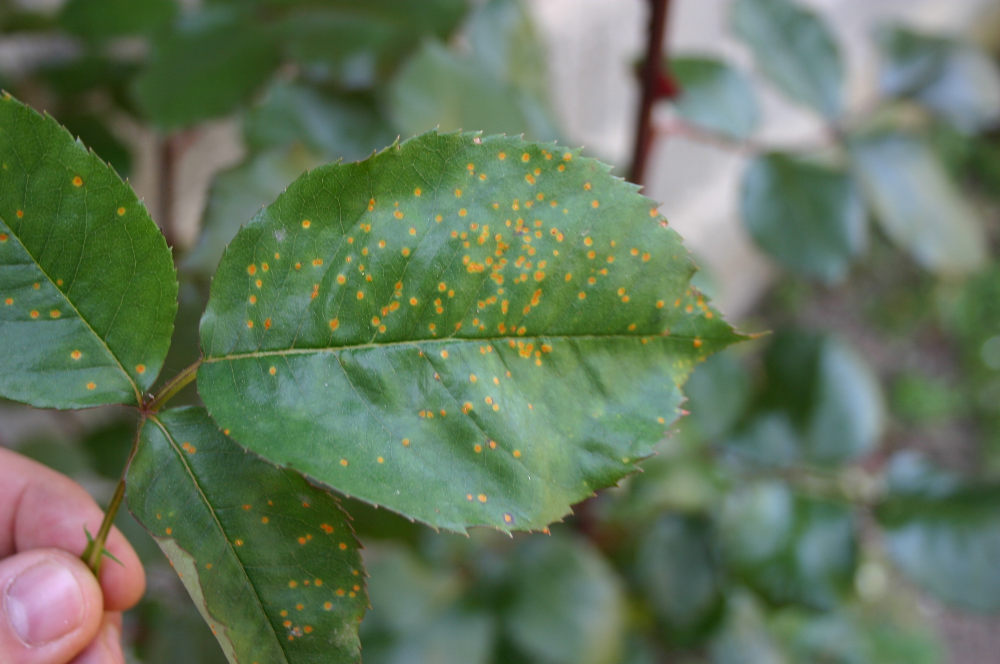 phragmidium mucronatum14 30