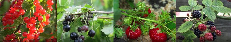 fruits
