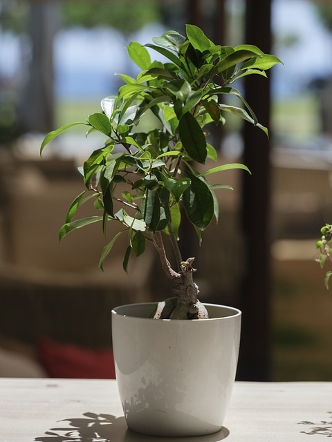 bonsai