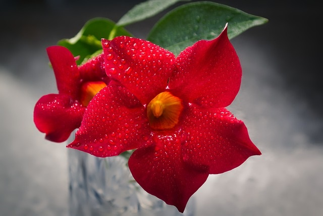 rouge
