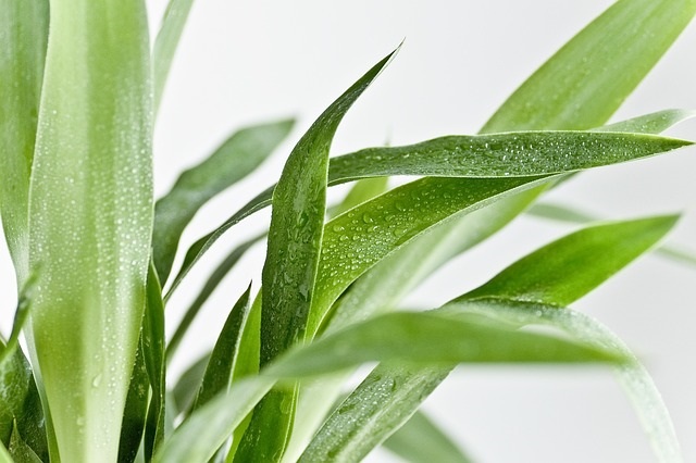 yucca