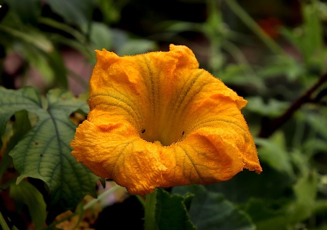 fleur