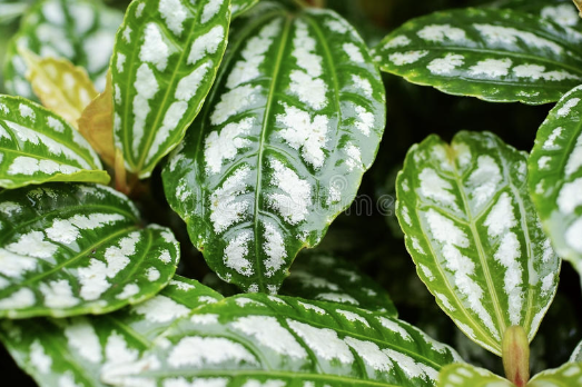 entretenir le pilea