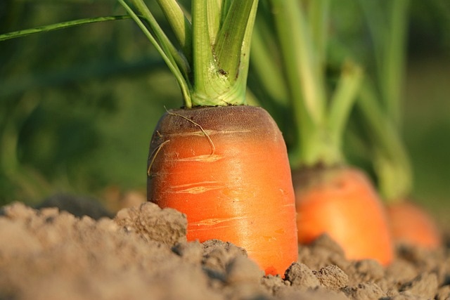 planter