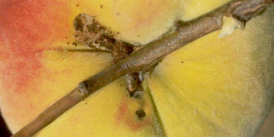 maladie arbre fruitier