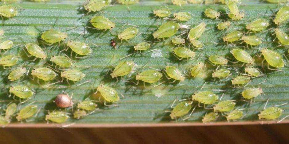 Pucerons des plantes d'intérieur : symptômes et traitements – Clinique ...