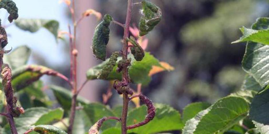 maladie plante