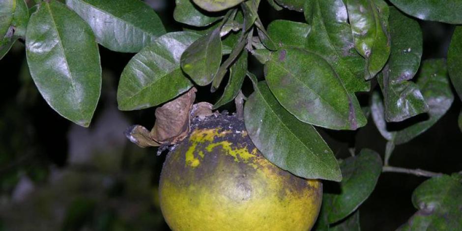 La cochenille des agrumes : un insecte dans un insecte dans un