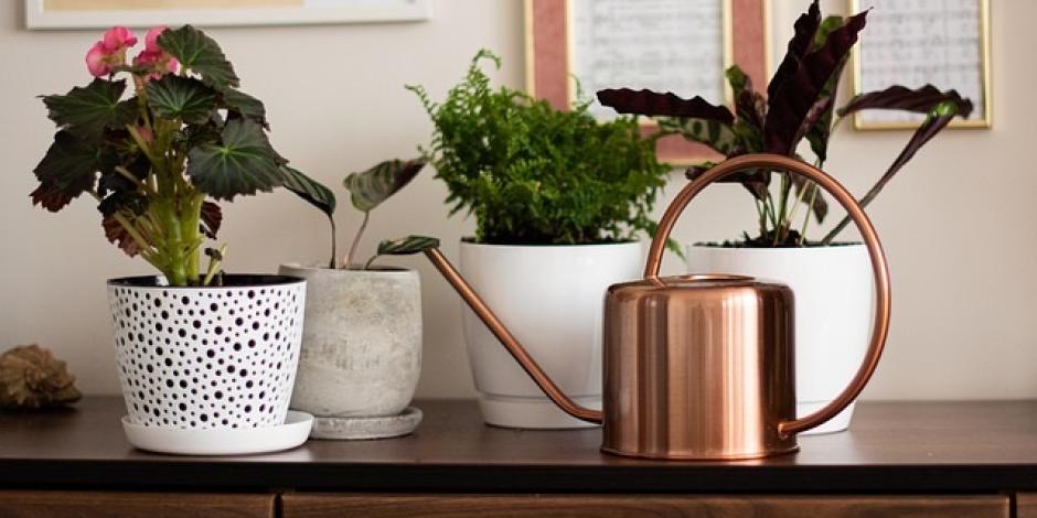 Arrosage des plantes d'intérieur
