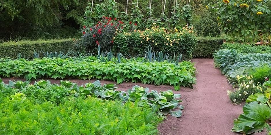 Potager : conseils et astuces