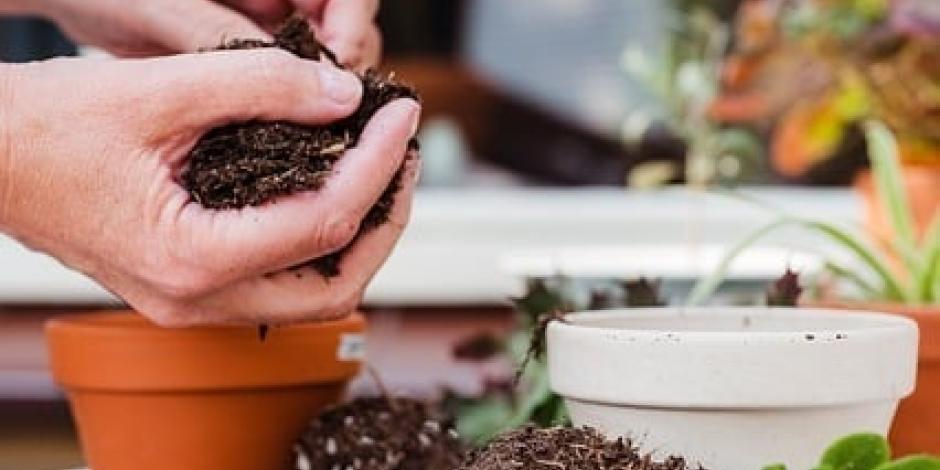 Différence entre rempotage et surfaçage des plantes en pots