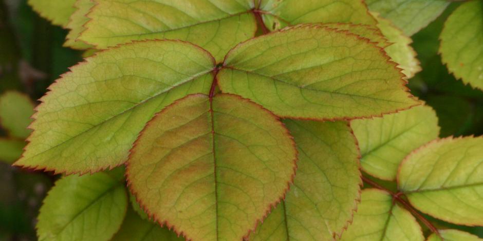 Rosier à feuilles rouges