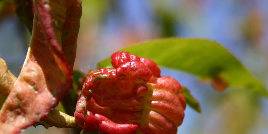 Cloque : : symptômes et traitements – Clinique des Plantes