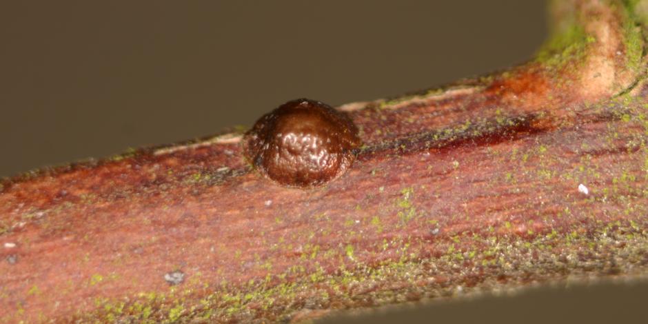 Comment se débarrasser des cochenilles dans le jardin ?