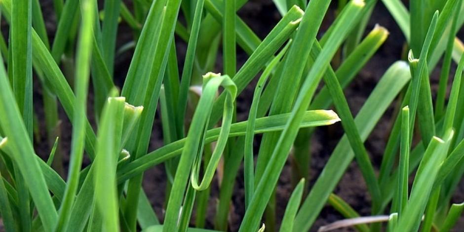 Allium