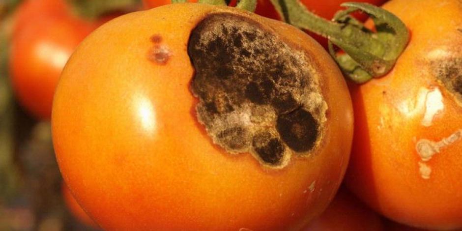maladie tomate