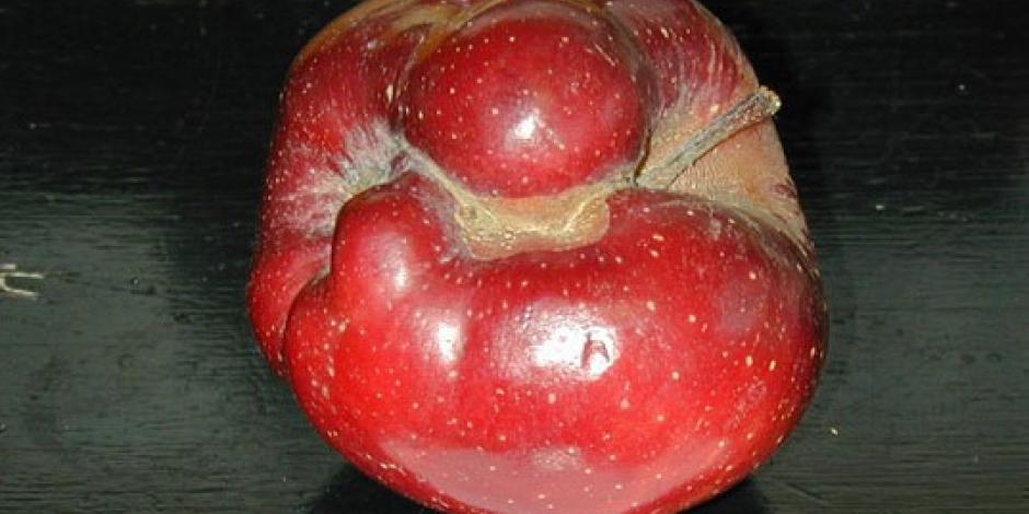 Hoplocampe pommier