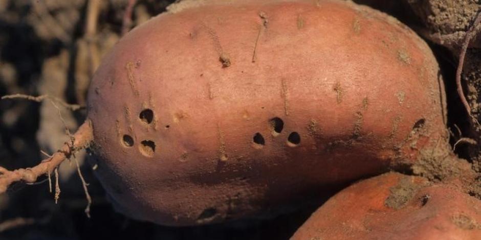 maladie pomme de terre