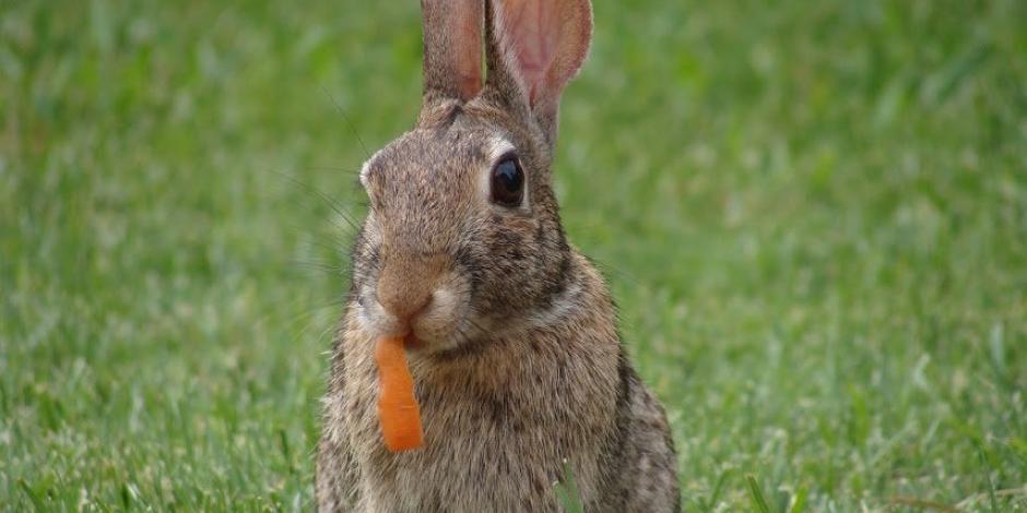lapin