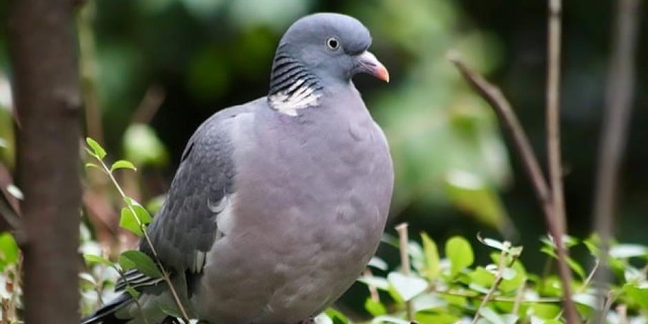 pigeon