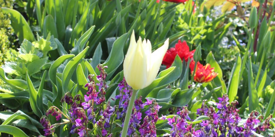 printemps au jardin