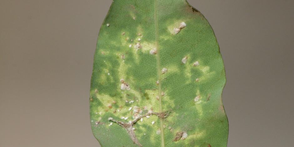 Comment se débarrasser des cochenilles dans le jardin ?