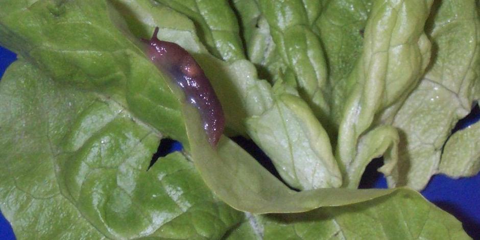 Des salades mangeuses de limaces ? Découvrez les plantes carnivores !