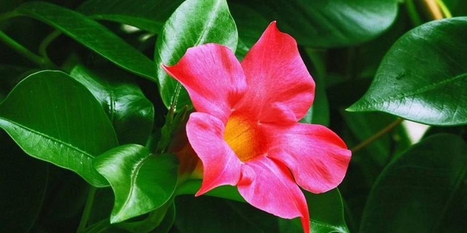 Dipladenia