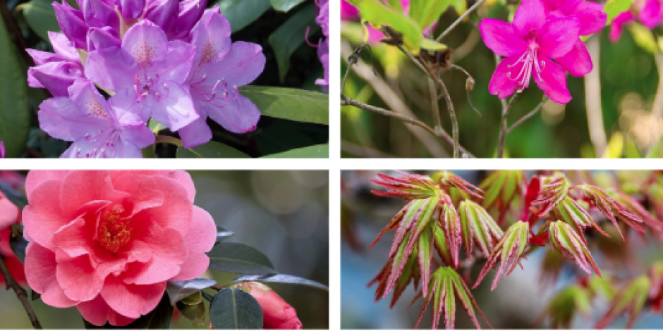plantes terre de bruyère
