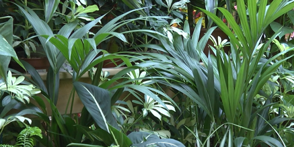 tropicale