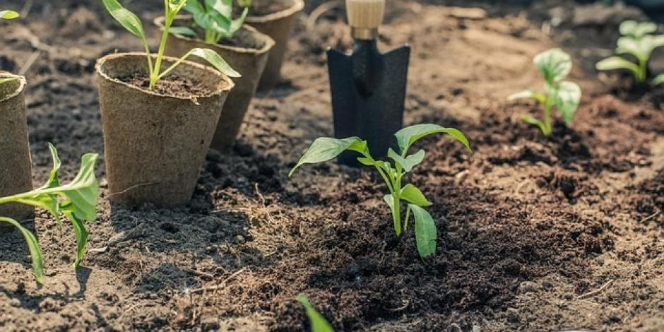 Différence entre terreau et fumier 