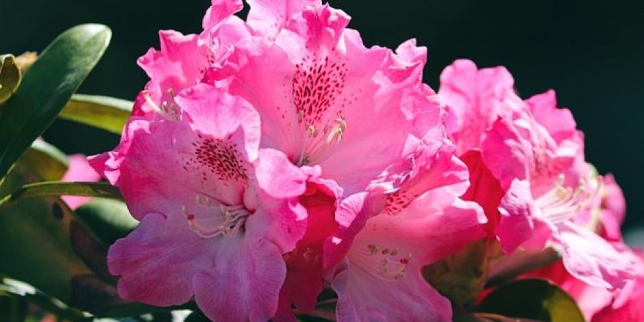 Rhododendron
