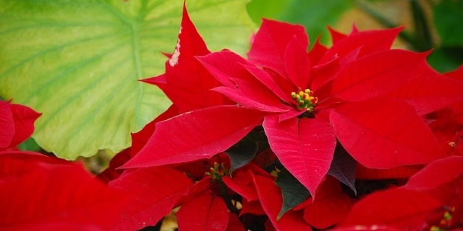 Poinsettia ou étoile de Noël : caractéristiques, arrosage et entretien