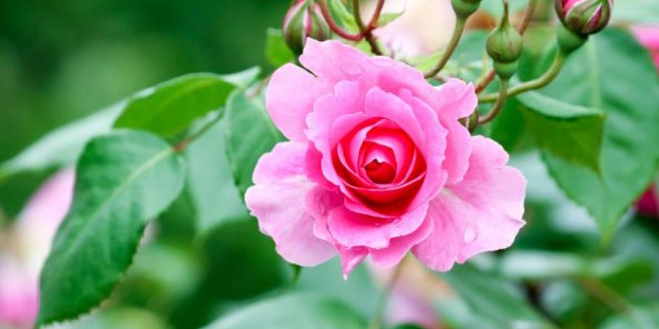 rose