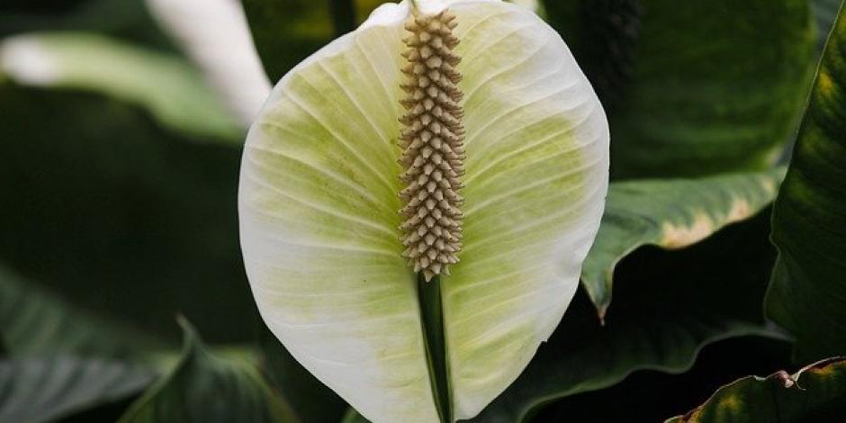 Spathiphyllum (fleur de lune) : entretien, arrosage et rempotage