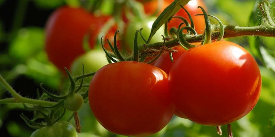 tomates