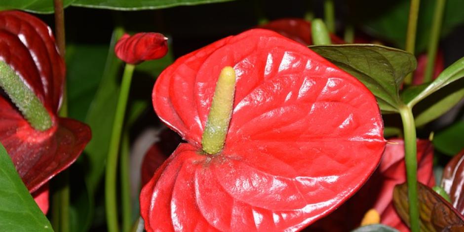 anthurium