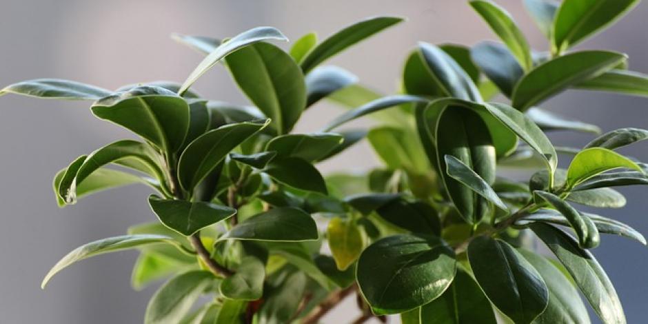 ficus