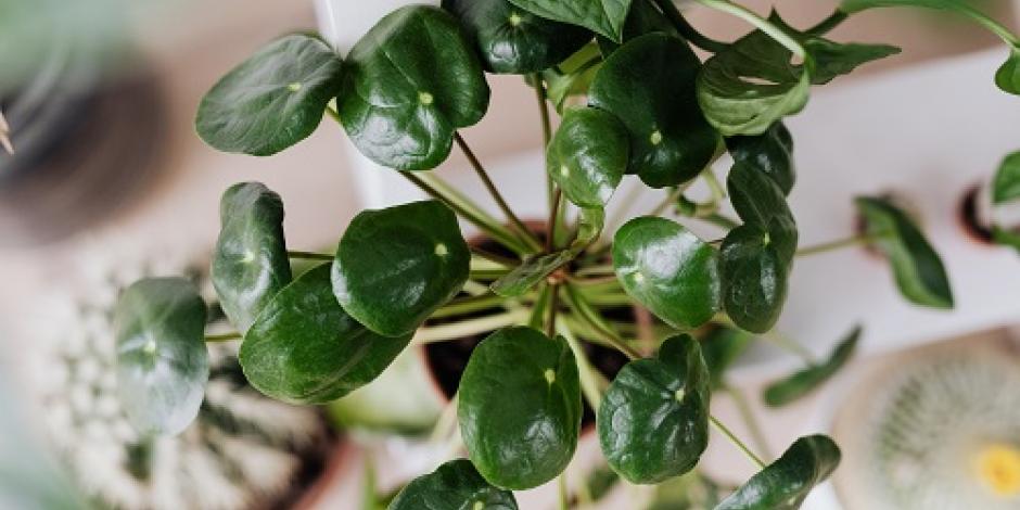 entretien pilea