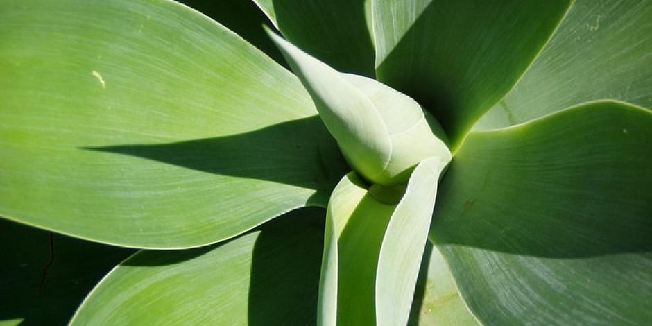 yucca