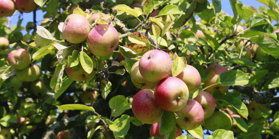 maladie pomme