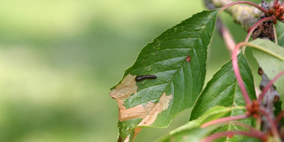 comment se débarrasser des limaces
