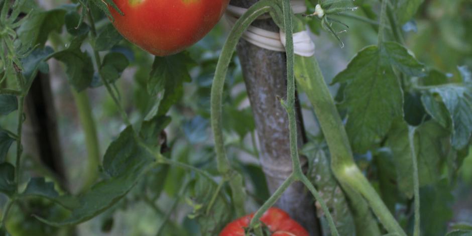 maladie de la tomate