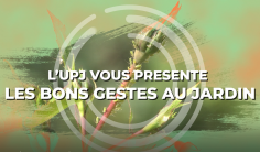 aout