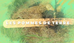 pomme de terre