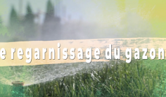 regarnissage du gazon