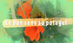 Le bon sens au potager